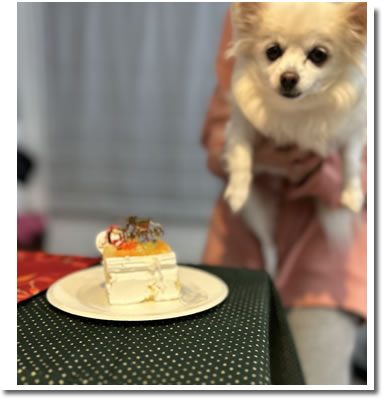 ペットのケーキ